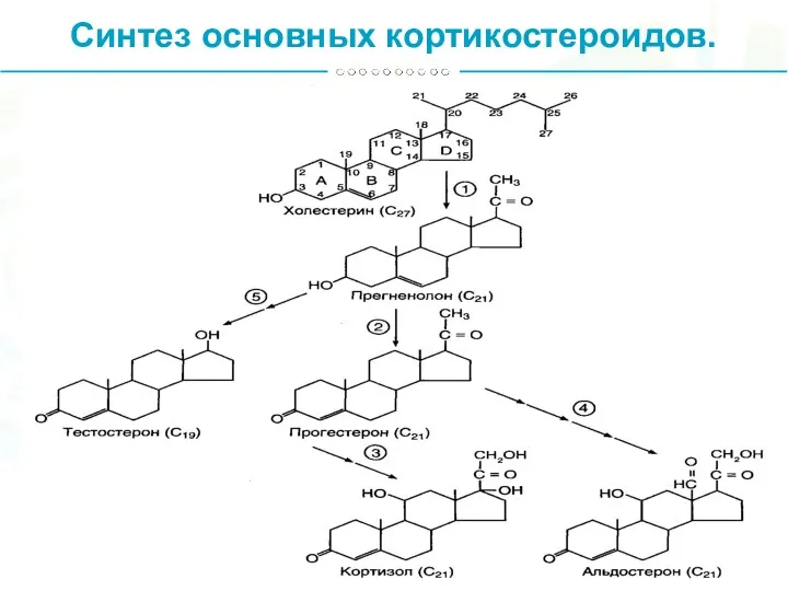 Синтез основных кортикостероидов.