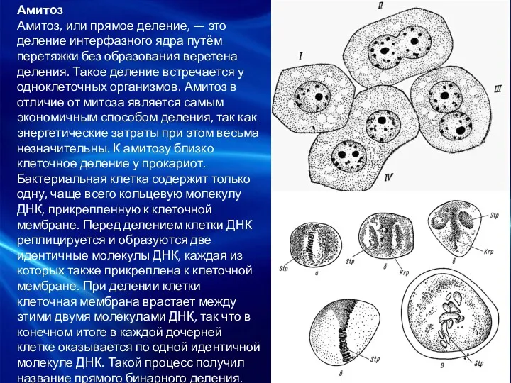 Амитоз Амитоз, или прямое деление, — это деление интерфазного ядра