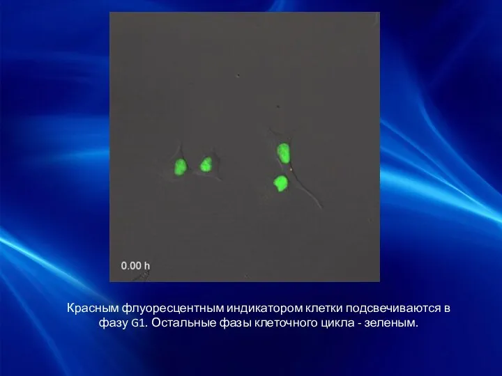 Красным флуоресцентным индикатором клетки подсвечиваются в фазу G1. Остальные фазы клеточного цикла - зеленым.