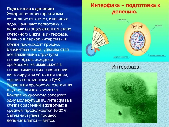 Подготовка к делению Эукариотические организмы, состоящие из клеток, имеющих ядра,