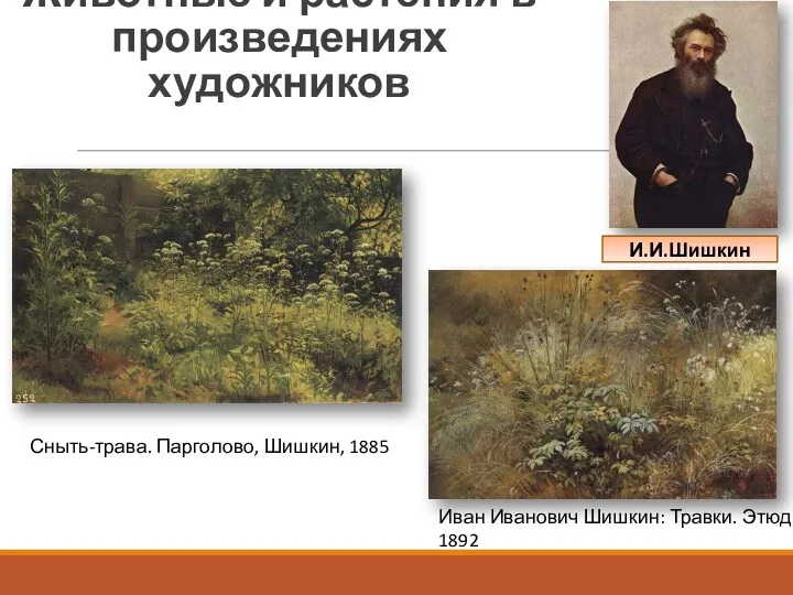 Животные и растения в произведениях художников Сныть-трава. Парголово, Шишкин, 1885