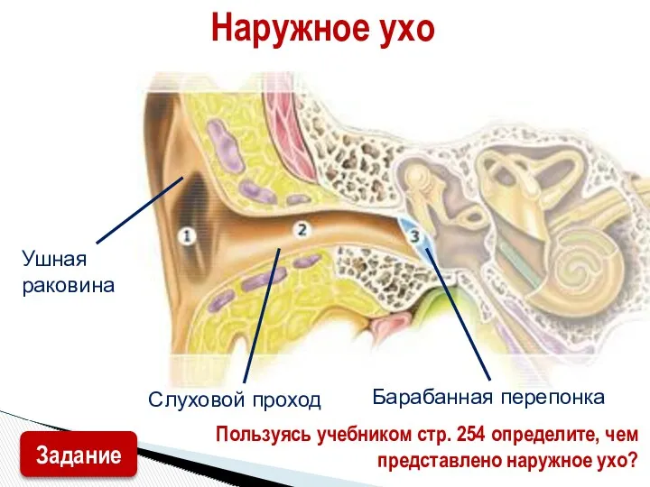 Наружное ухо Ушная раковина Слуховой проход Барабанная перепонка Пользуясь учебником