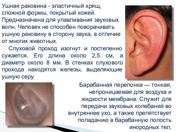 Ушная раковина - эластичный хрящ, сложной формы, покрытый кожей. Предназначена