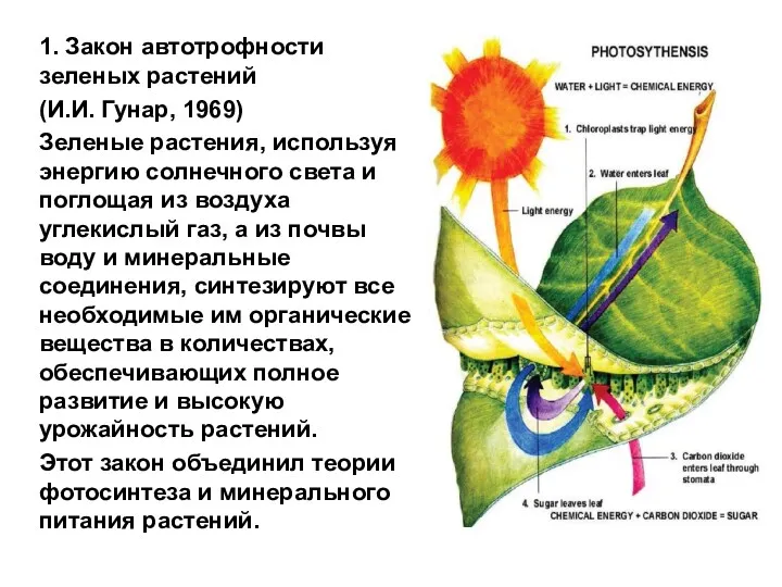 1. Закон автотрофности зеленых растений (И.И. Гунар, 1969) Зеленые растения,