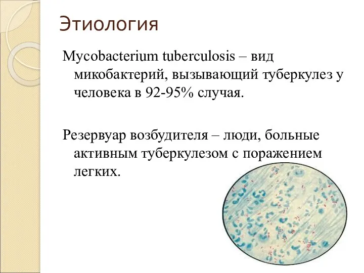 Этиология Mycobacterium tuberculosis – вид микобактерий, вызывающий туберкулез у человека в 92-95% случая.