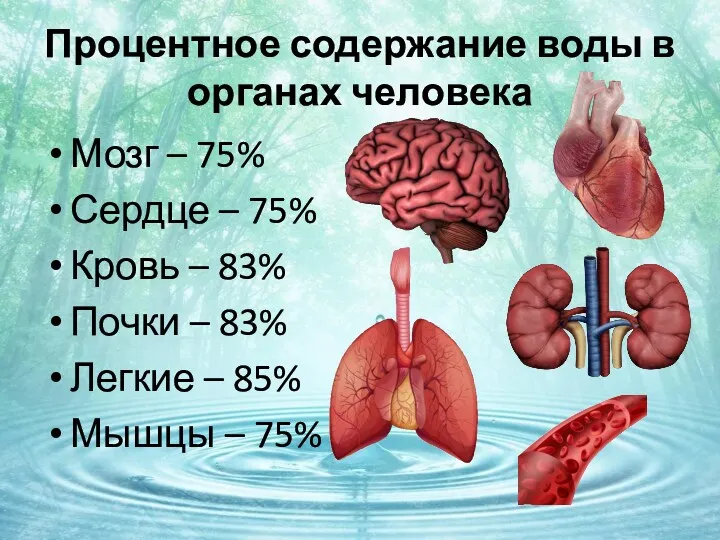 Процентное содержание воды в органах человека Мозг – 75% Сердце