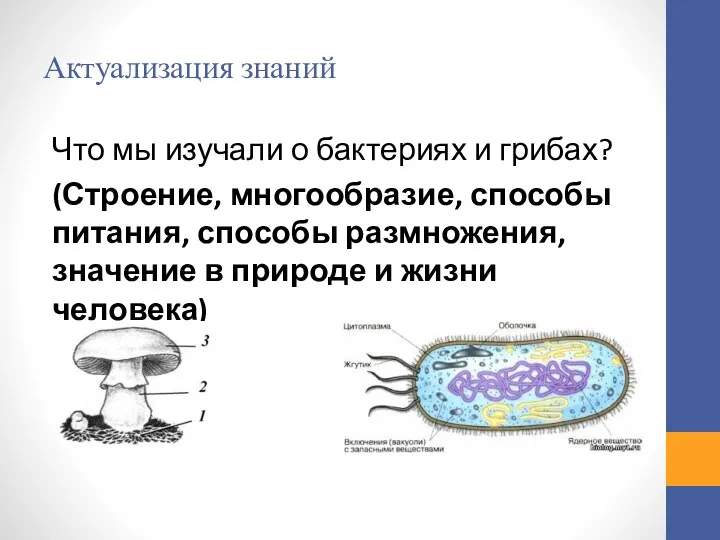 Актуализация знаний Что мы изучали о бактериях и грибах? (Строение,