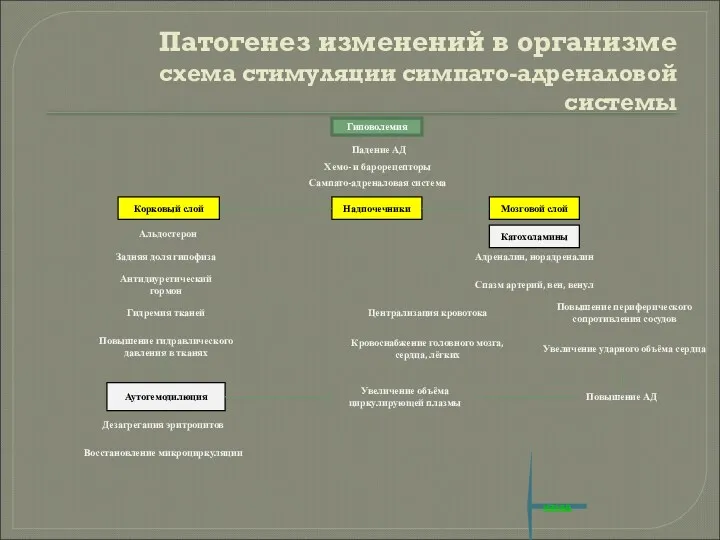 Патогенез изменений в организме схема стимуляции симпато-адреналовой системы Гиповолемия Надпочечники