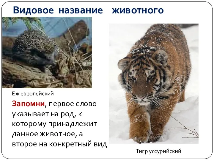 Видовое название животного Еж европейский Тигр уссурийский Запомни, первое слово указывает на род,