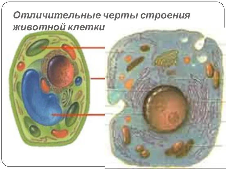 Отличительные черты строения животной клетки