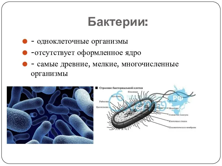 Бактерии: - одноклеточные организмы -отсутствует оформленное ядро - самые древние, мелкие, многочисленные организмы