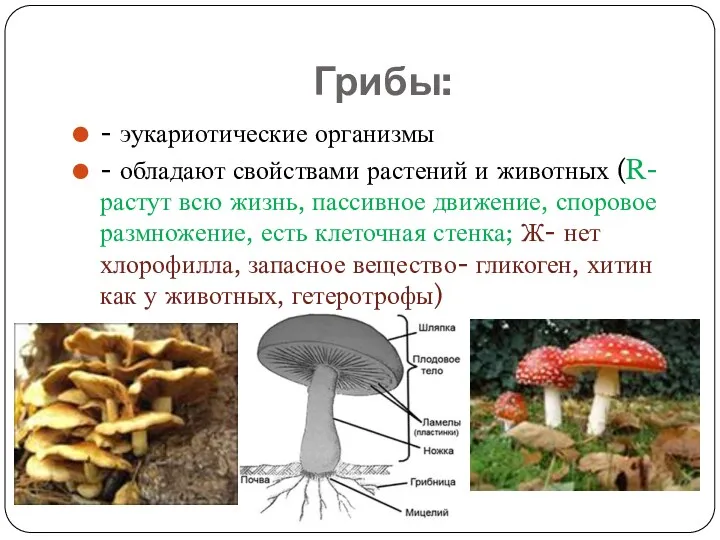 Грибы: - эукариотические организмы - обладают свойствами растений и животных (R- растут всю