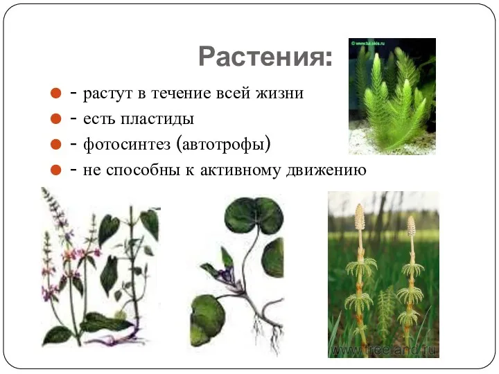 Растения: - растут в течение всей жизни - есть пластиды - фотосинтез (автотрофы)