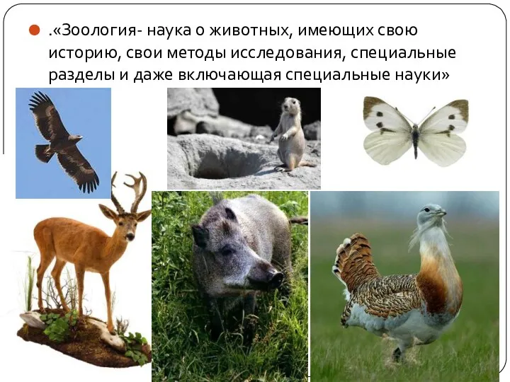 .«Зоология- наука о животных, имеющих свою историю, свои методы исследования, специальные разделы и