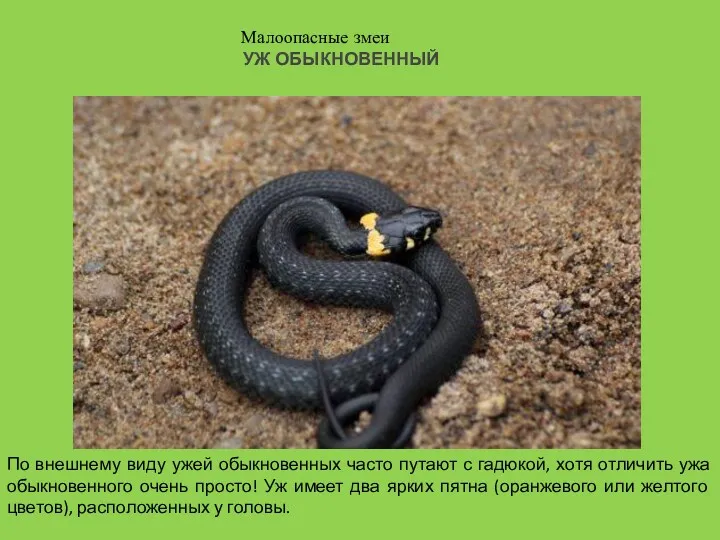 УЖ ОБЫКНОВЕННЫЙ Малоопасные змеи По внешнему виду ужей обыкновенных часто