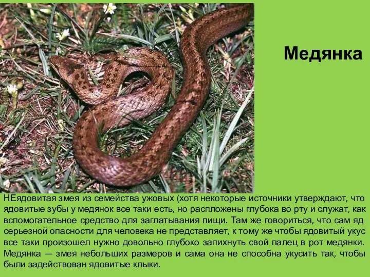 НЕядовитая змея из семейства ужовых (хотя некоторые источники утверждают, что