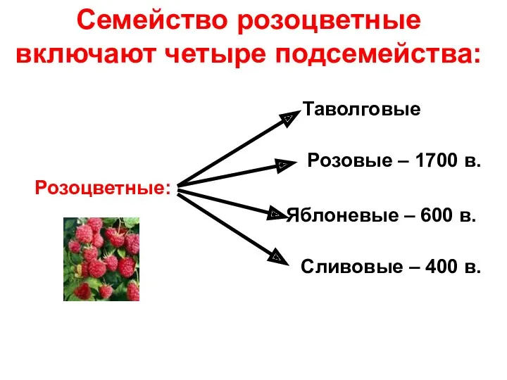 Семейство розоцветные включают четыре подсемейства: Таволговые Розовые – 1700 в. Розоцветные: Яблоневые –