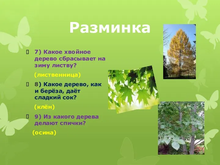 Разминка 7) Какое хвойное дерево сбрасывает на зиму листву? (лиственница) 8) Какое дерево,