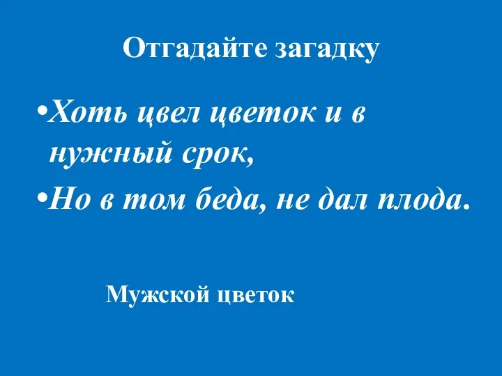 Отгадайте загадку Хоть цвел цветок и в нужный срок, Но