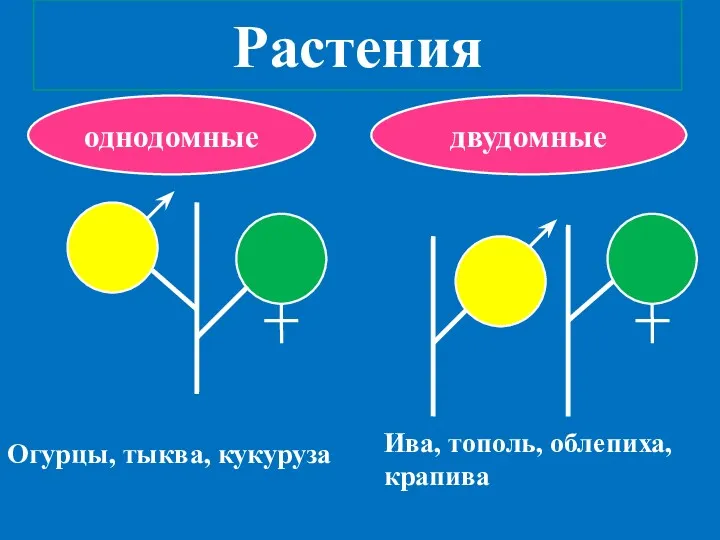 Растения однодомные двудомные Огурцы, тыква, кукуруза Ива, тополь, облепиха, крапива