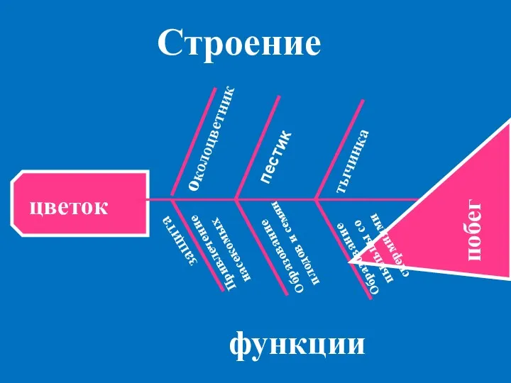 околоцветник пестик тычинка побег защита Привлечение насекомых Образование плодов и