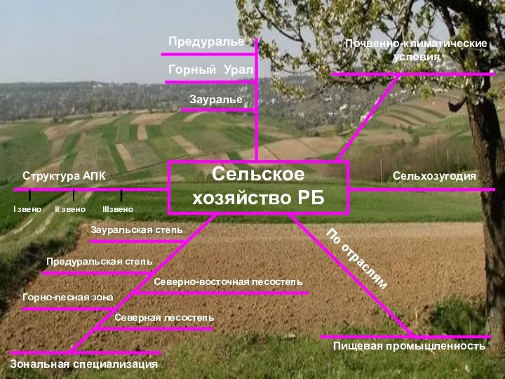 Сельское хозяйство РБ Почвенно-климатические условия Сельхозугодия Структура АПК Зональная специализация