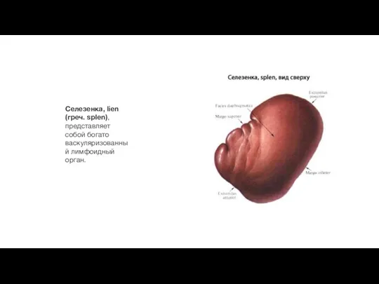 Селезенка, lien (греч. splen), представляет собой богато васкуляризованный лимфоидный орган.