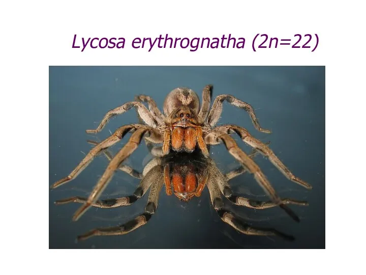 Lycosa erythrognatha (2n=22)