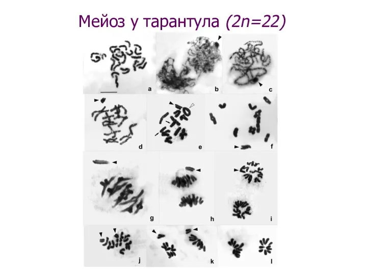 Мейоз у тарантула (2n=22)