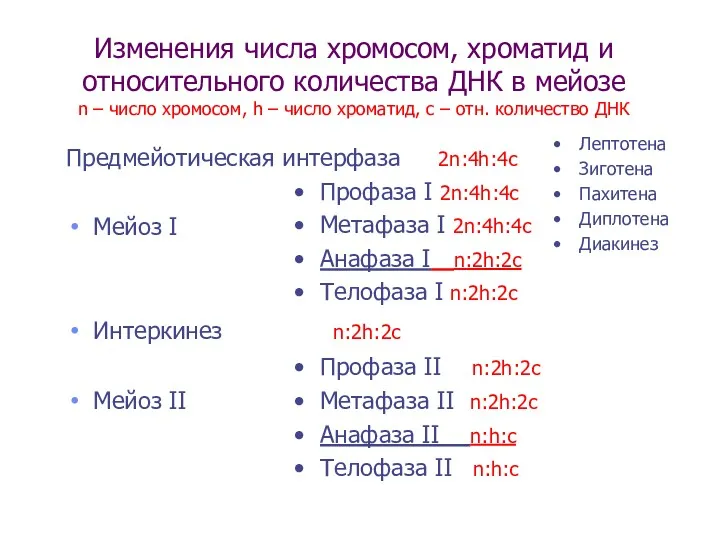 Изменения числа хромосом, хроматид и относительного количества ДНК в мейозе