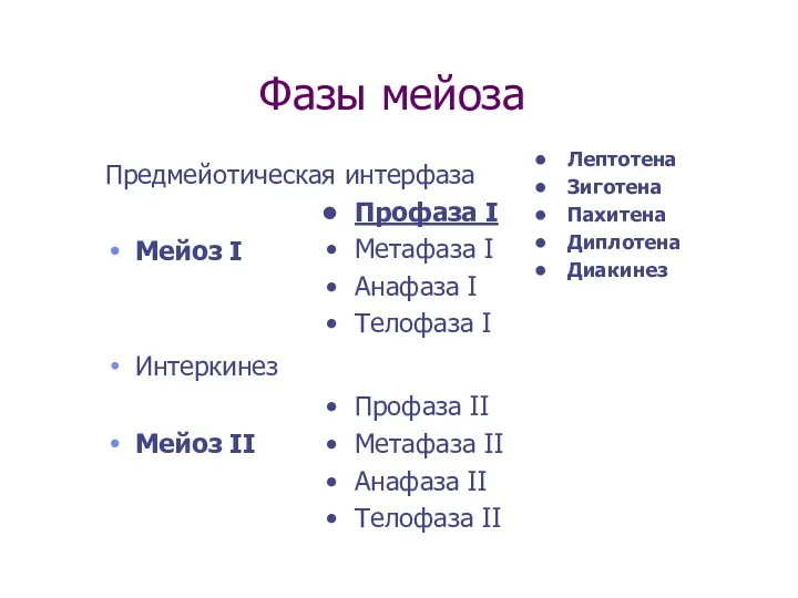 Фазы мейоза Предмейотическая интерфаза Мейоз I Интеркинез Мейоз II Профаза