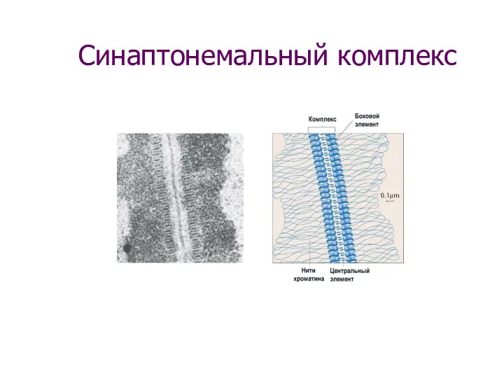 Синаптонемальный комплекс