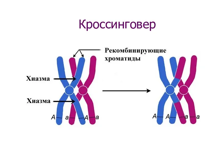 Кроссинговер