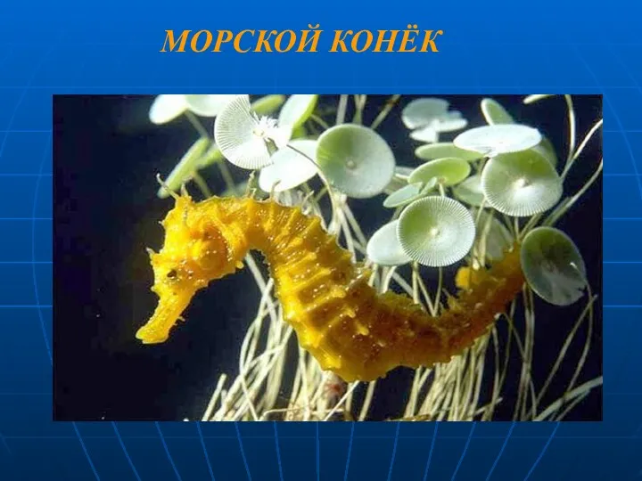 МОРСКОЙ КОНЁК