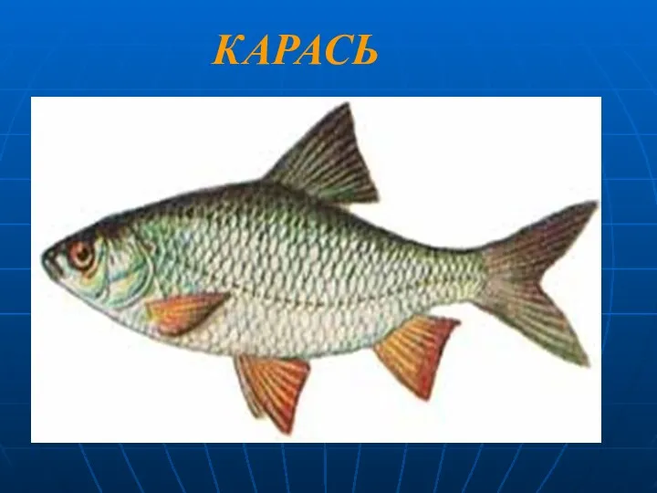 КАРАСЬ