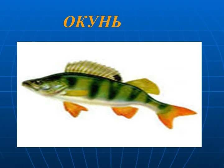 ОКУНЬ