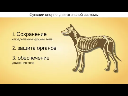 Функции опорно-двигательной системы 1. Сохранение определённой формы тела; 2. защита органов; 3. обеспечение движения тела.