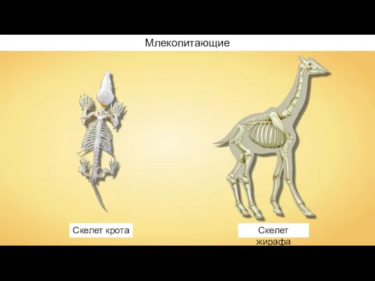 Млекопитающие Скелет крота Скелет жирафа