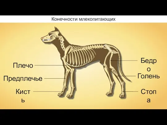 Конечности млекопитающих Плечо Предплечье Кисть Бедро Голень Стопа