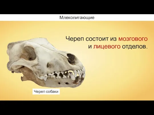 Млекопитающие Череп состоит из мозгового и лицевого отделов. Череп собаки