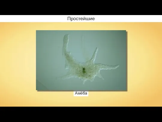 Амёба Простейшие