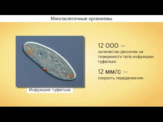 Инфузория-туфелька Многоклеточные организмы 12 000 — количество ресничек на поверхности