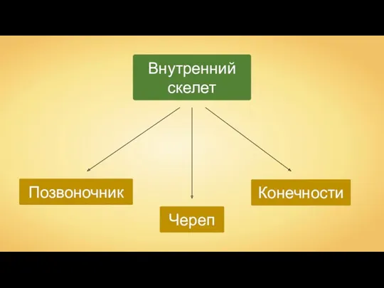 Позвоночник Внутренний скелет Конечности Череп