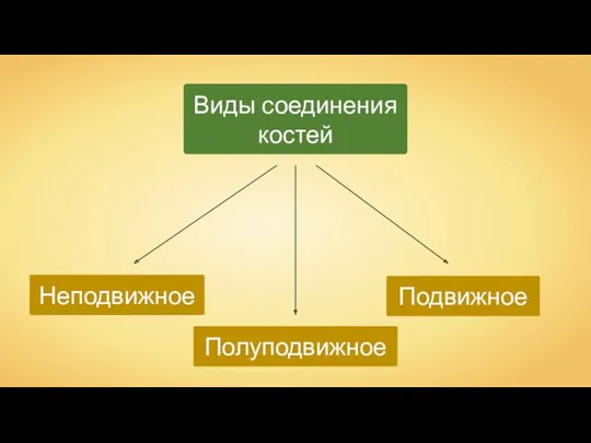 Неподвижное Виды соединения костей Подвижное Полуподвижное