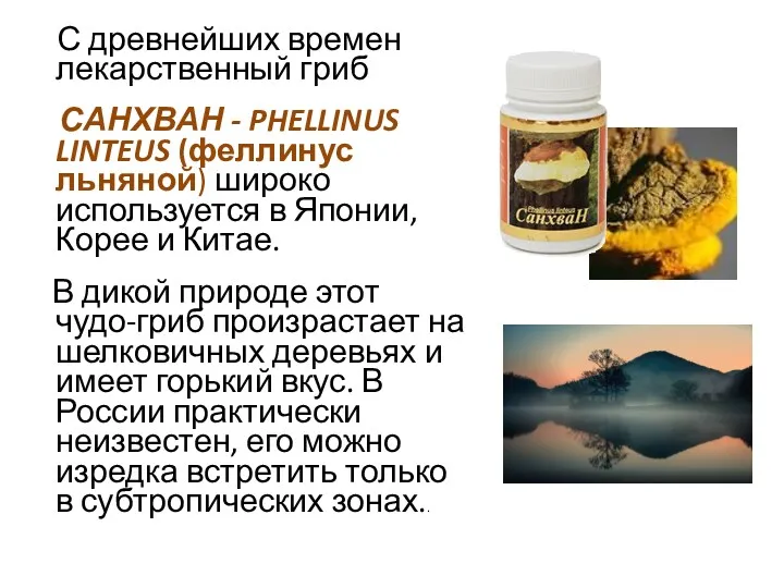 С древнейших времен лекарственный гриб САНХВАН - PHELLINUS LINTEUS (феллинус