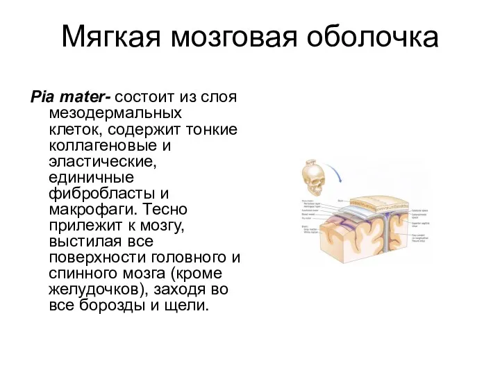 Мягкая мозговая оболочка Pia mater- состоит из слоя мезодермальных клеток,