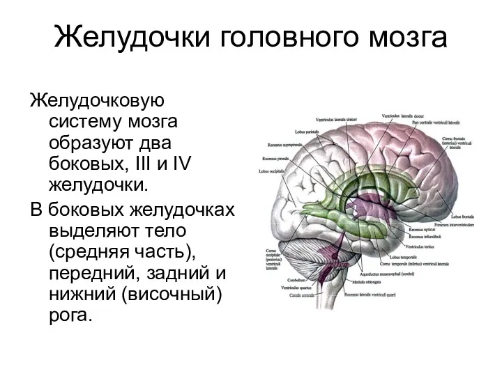 Желудочки головного мозга Желудочковую систему мозга образуют два боковых, III