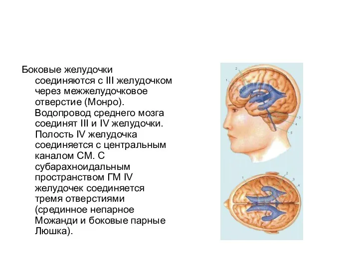 Боковые желудочки соединяются с III желудочком через межжелудочковое отверстие (Монро).