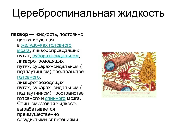 Цереброспинальная жидкость ли́квор — жидкость, постоянно циркулирующая в желудочках головного