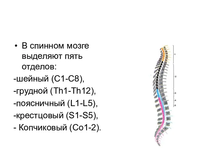 В спинном мозге выделяют пять отделов: -шейный (С1-С8), -грудной (Th1-Th12),